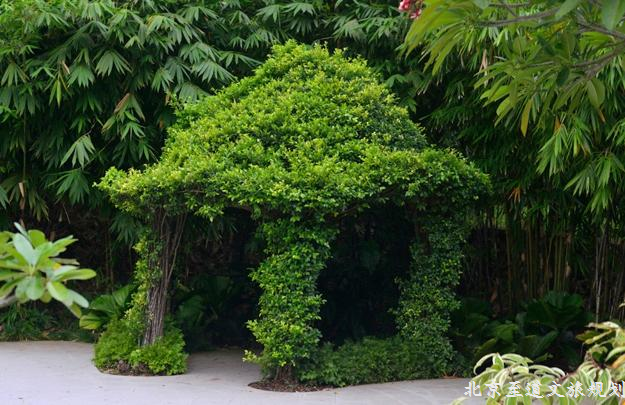 http://0.lushome.com/wp-content/uploads/2016/07/green-gazebo-garden-design-ideas-16.jpg